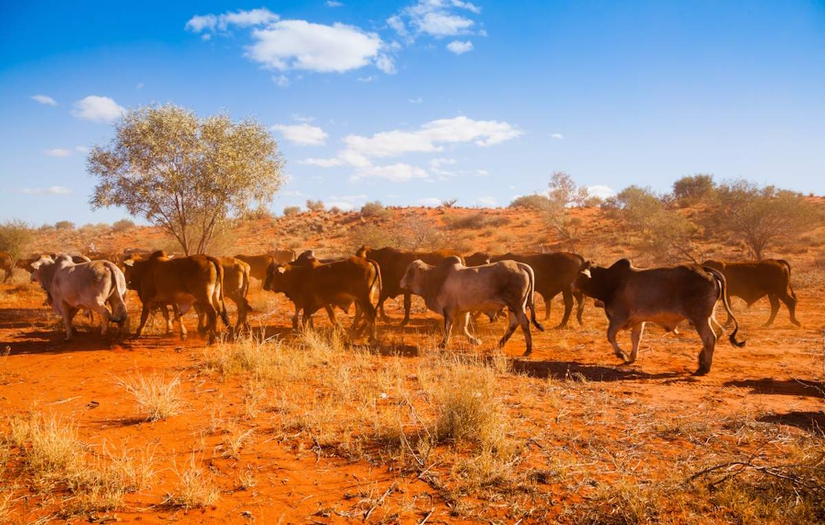 Hodowcy bydła mogą nabyć jedno z największych pastwisk w Australii za ok. 80 mln dolarów (zdj. ilustracyjne)