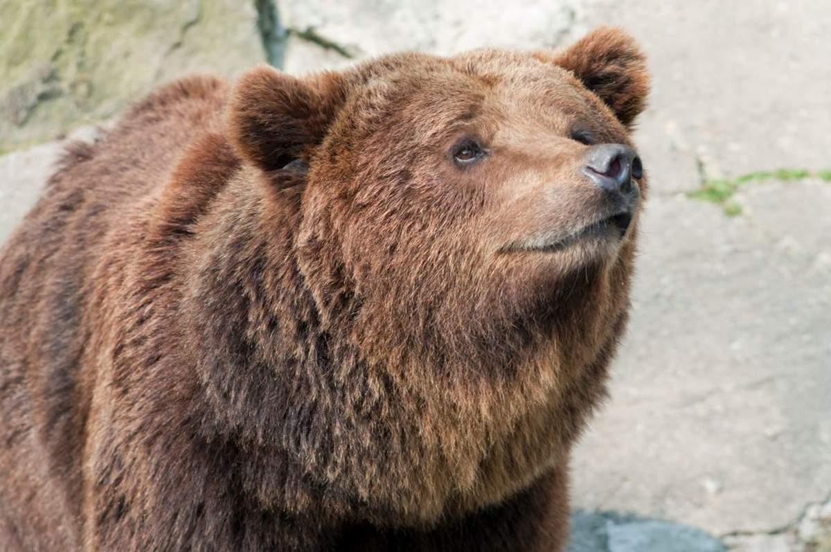 W Grecji pojawiły się przypadki atakowania zwierząt gospodarskich przez niedźwiedzie brunatne