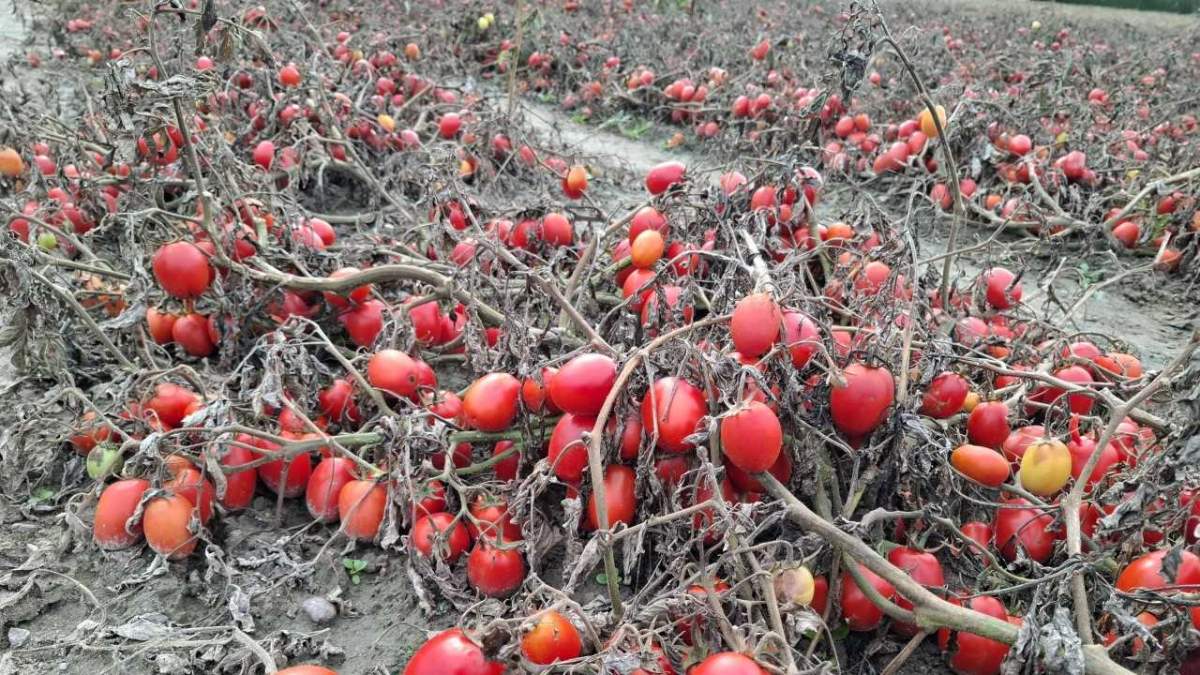 W powiecie pleszewskim wiele plantacji ucierpiało z powodu "jesiennych przymrozków"