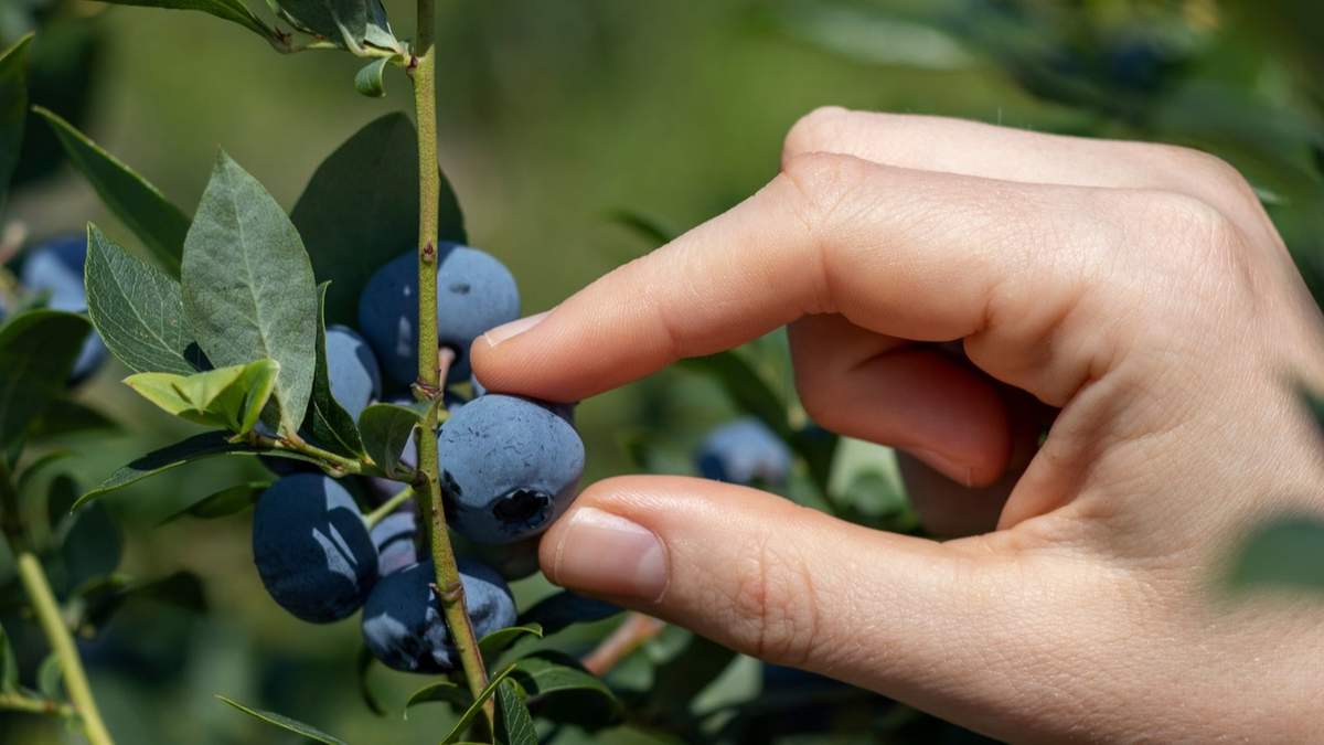 Borówka amerykańska wymaga w lipcu pewnych zabiegów pielęgnacyjnych