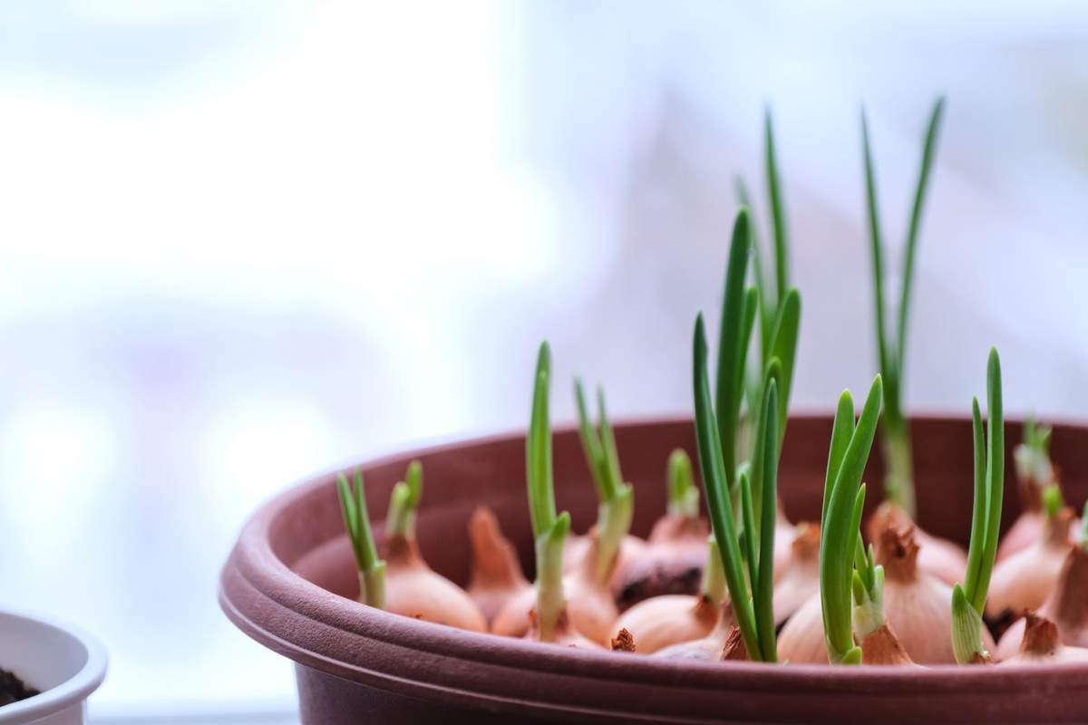 Pędzenie cebuli na szczypior to metoda, którą chętnie stosowały nasze babcie