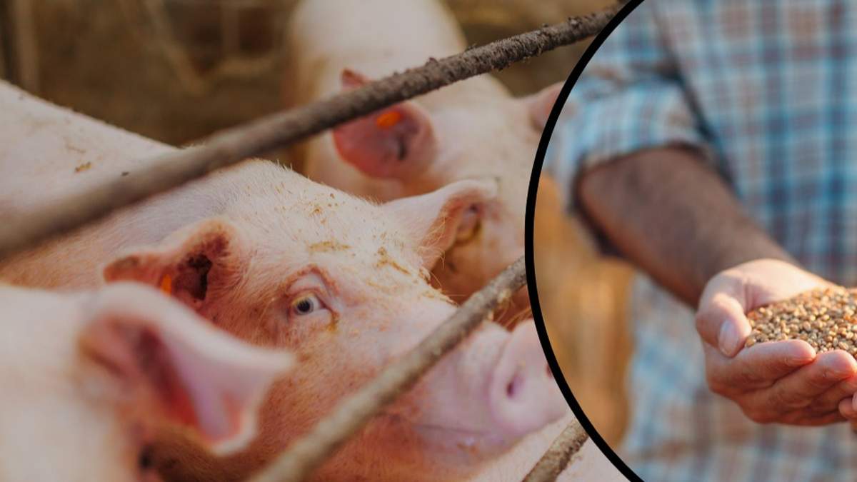 Przewiduje się, że Polskę czeka nadwyżka zboża paszowego. Kto i w jaki sposób ją zagospodaruje, skoro produkcja zwierzęca się kurczy?