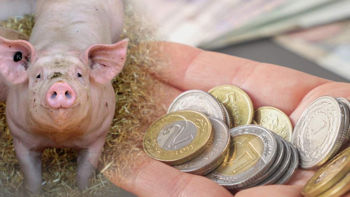 Do tej pory jednym z utrudnień, na które skarżyli się producenci trzody chlewnej, były zasady sprzedaży tuczników objętych płatnością dobrostanową.