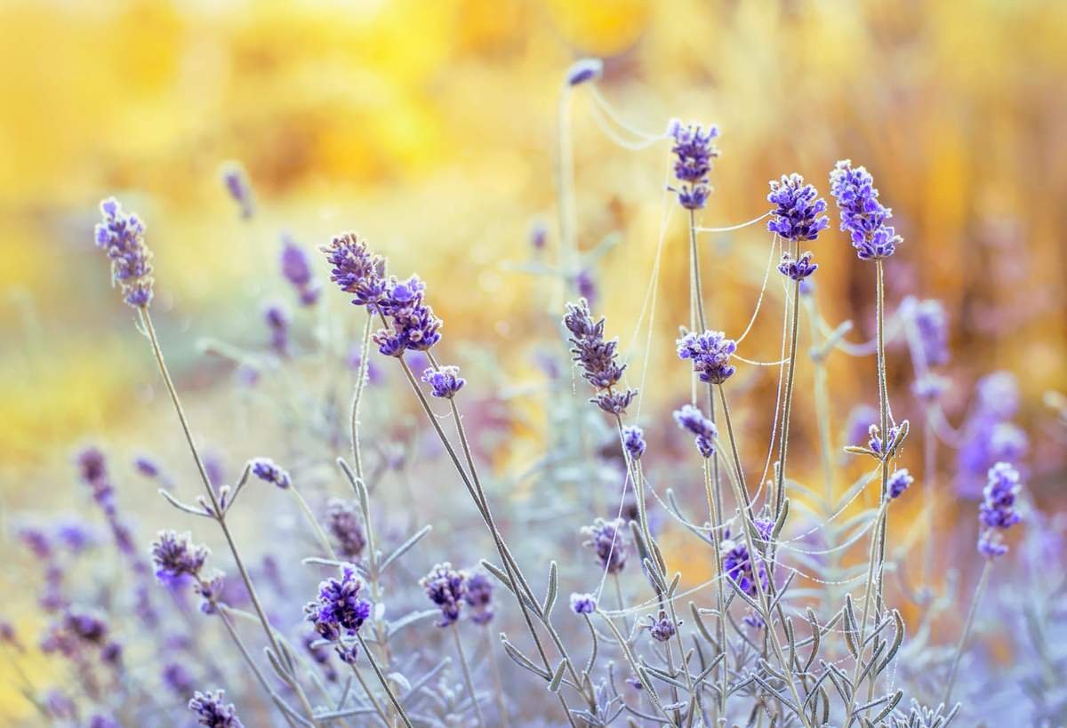 Odpowiednio przygotowana do zimy lawenda przetrwa do kolejnego sezonu