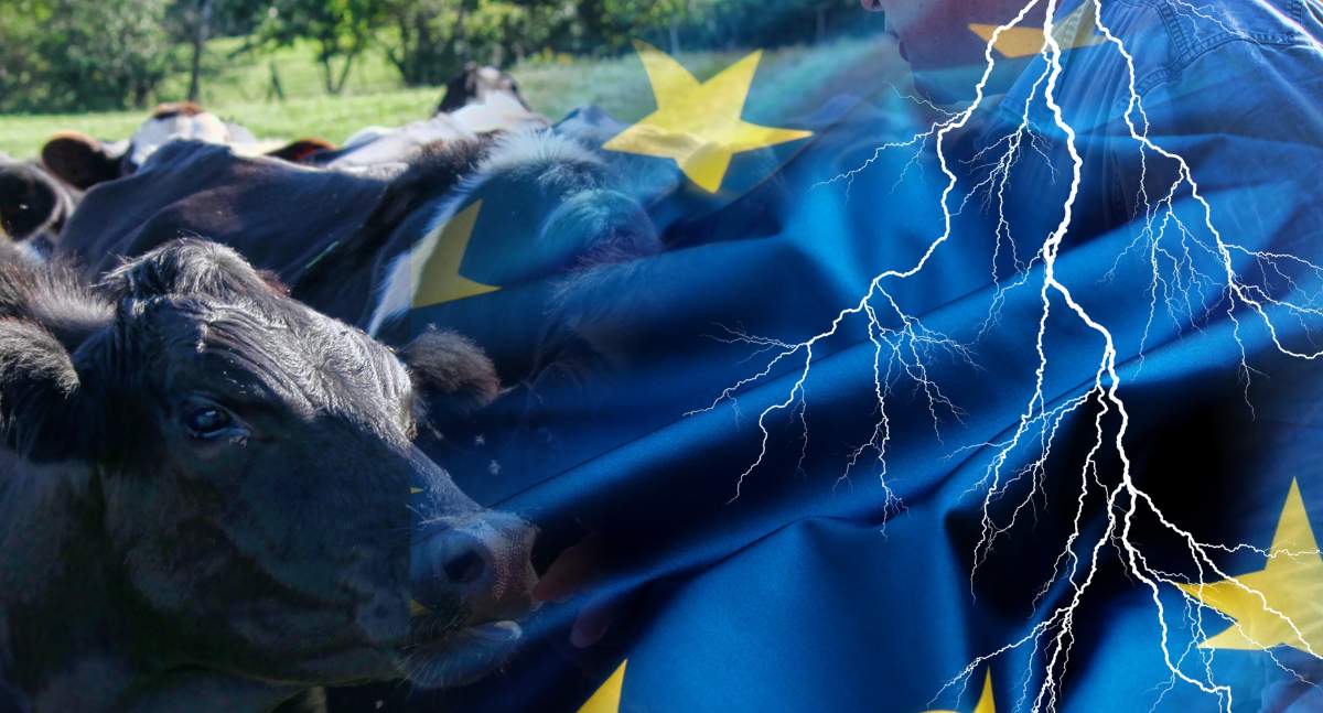 Każdy hodowca może wziąć udział w konsultacjach w KE w zakresie dobrostanu zwierząt 