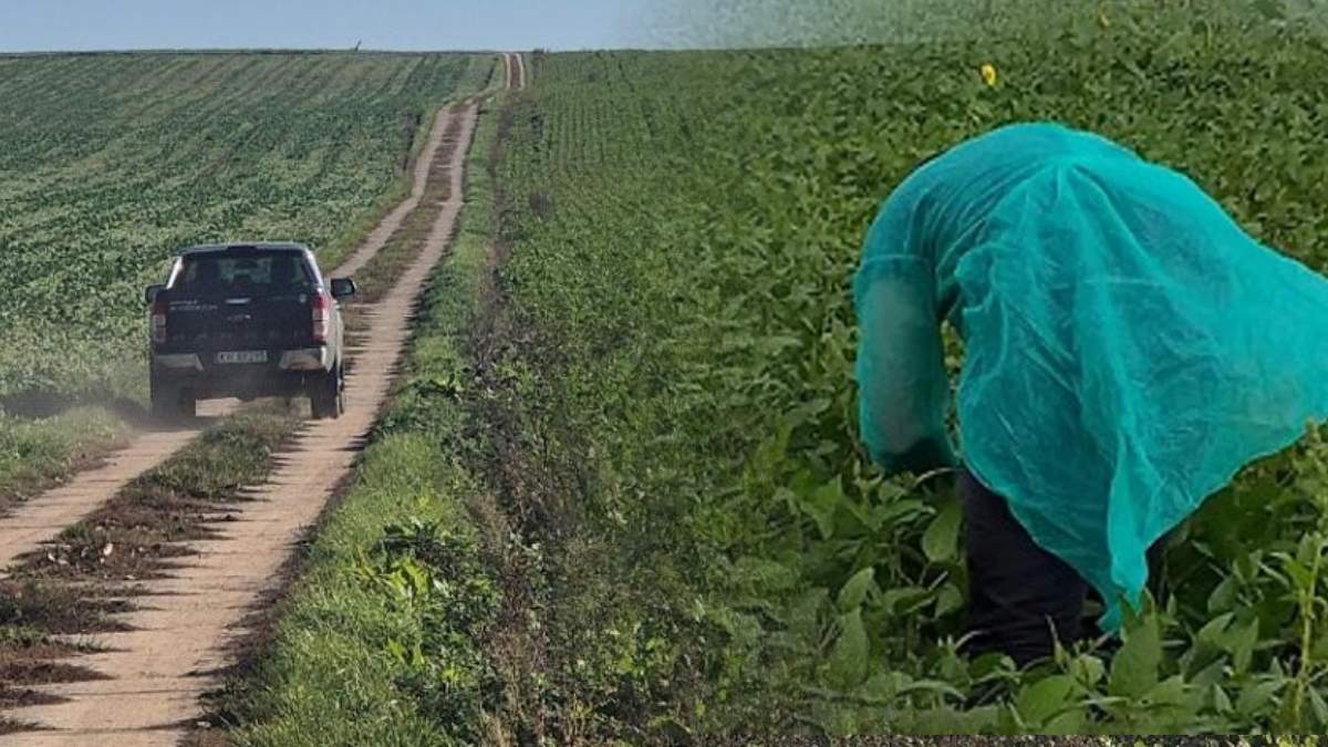 Państwowa Inspekcja Ochrony Roślin i Nasiennictwa już po raz siódmy przeprowadzała kontrole upraw na obecność GMO.