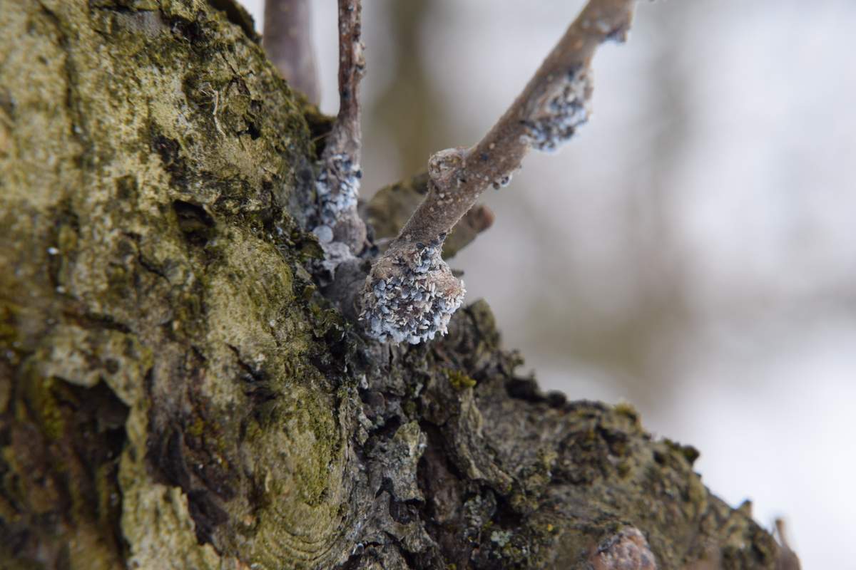 Jak oczyścić ogród z larw i jaj, zanim wiosną zaatakują drzewa owocowe? Najlepsze metody