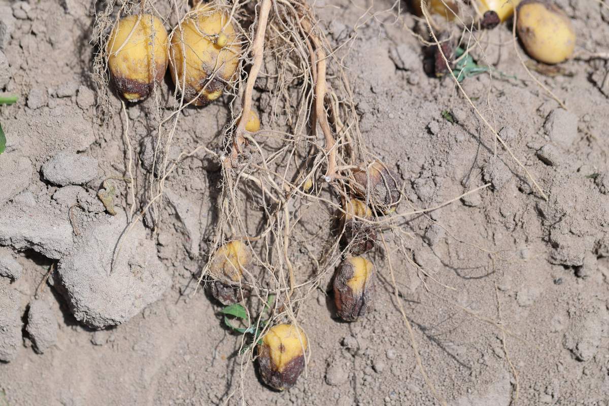 Zaraza ziemniaczana jest w stanie zniszczyć większość upraw w bardzo krótkim czasie