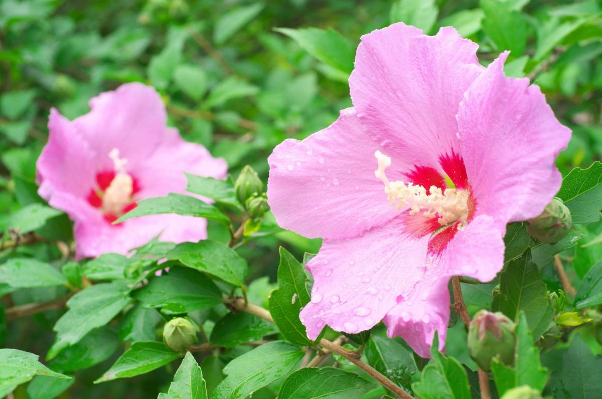 Hibiskus może kwitnąć nawet do października. Pamiętaj o kilku ważnych zasadach