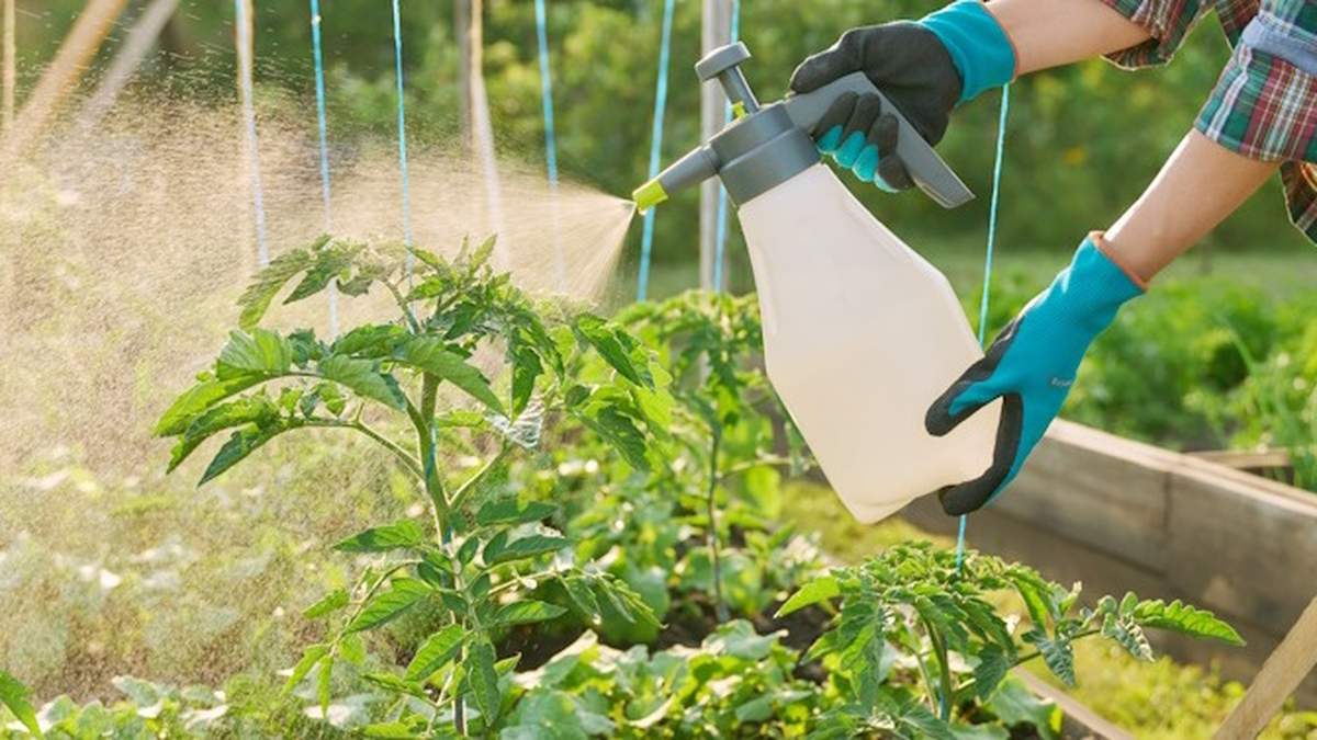 W profilaktyce zarazy ziemniaczanej pomidorów stosuje się m.in. ekologiczne opryski na bazie ziół.