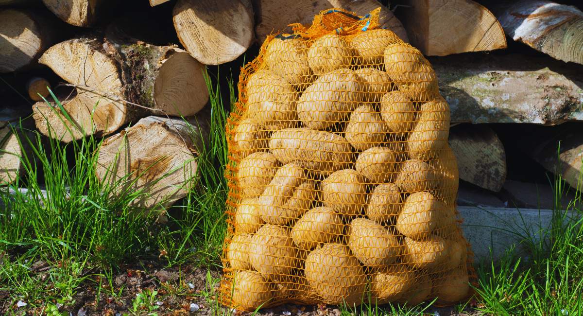 Tłuste lata dla plantatorów ziemniaka minęły?