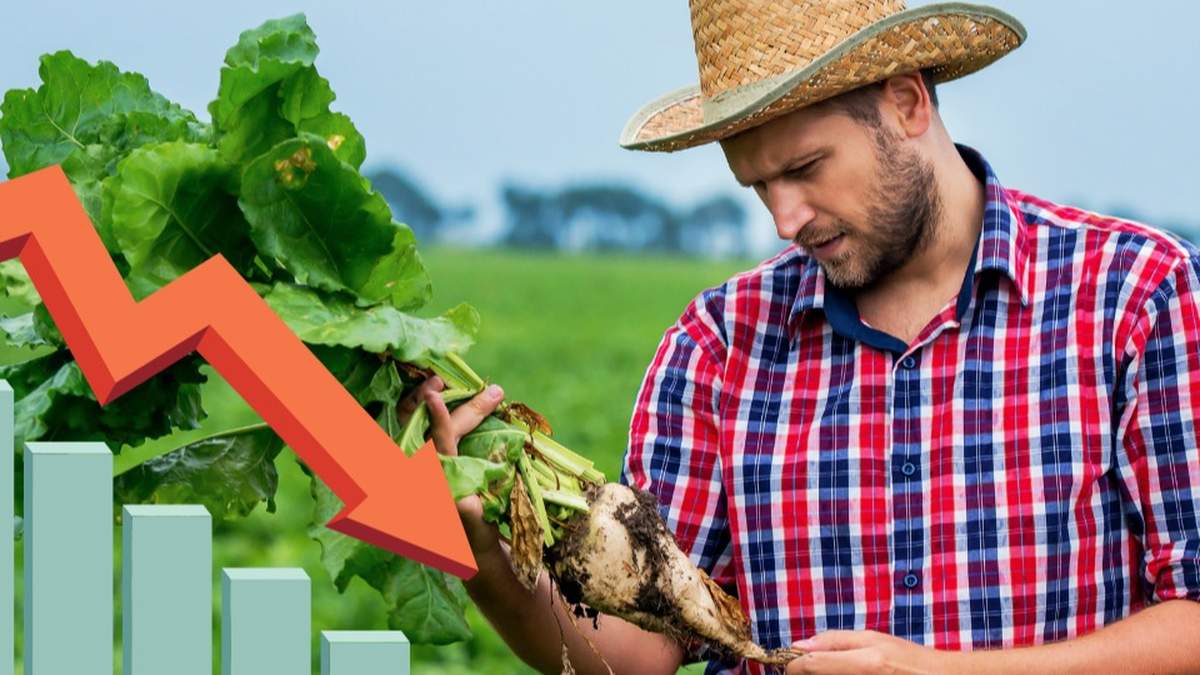 Ceny buraków w ostatnim czasie spadły o 30%. Sektor prosi ministra rolnictwa o wsparcie