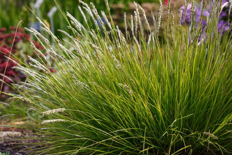 sesleria jesienna 
