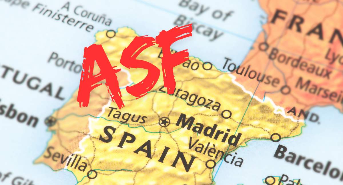 2 przypadki wirusa ASF potwierdzono w kraju, który jest liderem produkcji świń w UE