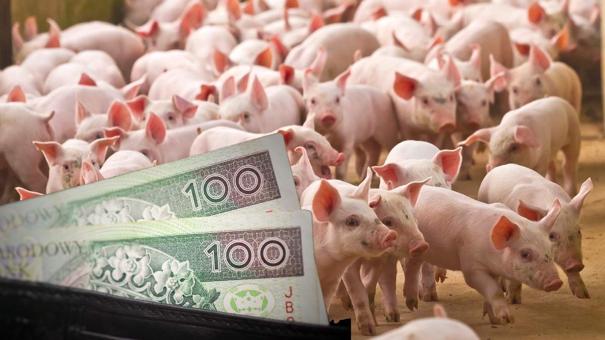 W poprzednich edycjach można było otrzymać nawet 100 zł do prosięcia. Czy planowana jest kolejna edycja?