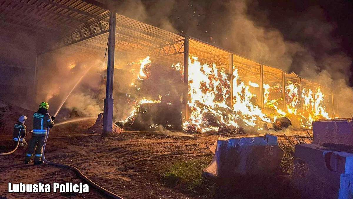 Szok, co miał zrobić 27-latek. Straty w gospodarstwie sięgają 800 tys.  zł