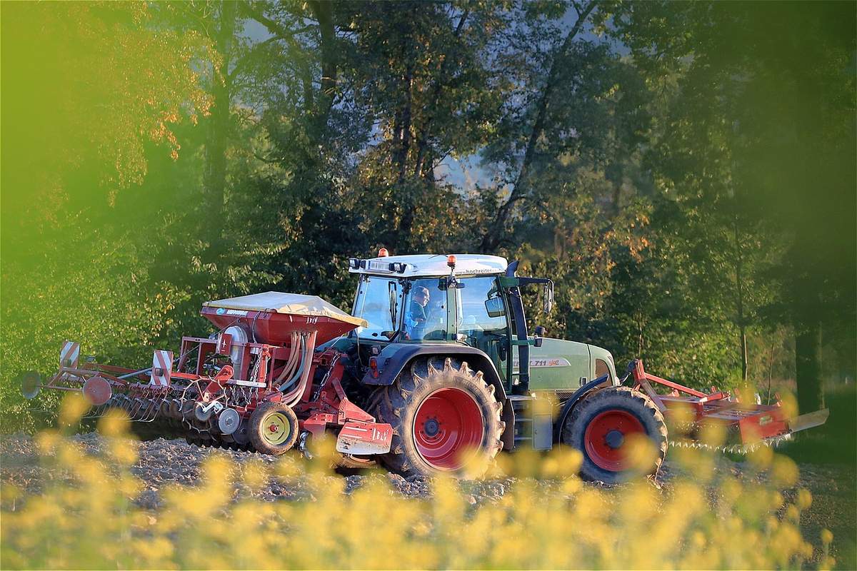 Zasiewy jęczmienia jarego jesienią?