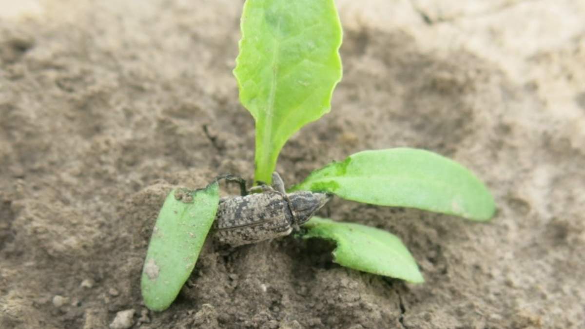 Szarek komośnik na plantacji buraka cukrowego powoduje znaczne szkody