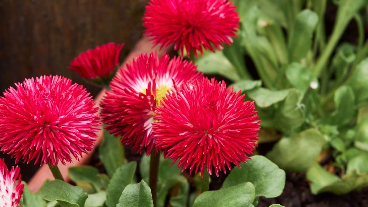 Stokrotki pospolite można siać jeszcze w lipcu