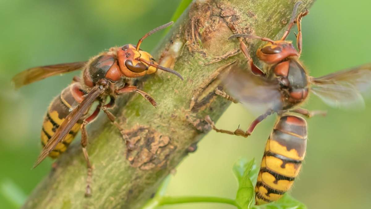 Szerszenie może przyciagać do ogrodu obecność w nim niektórych roślin