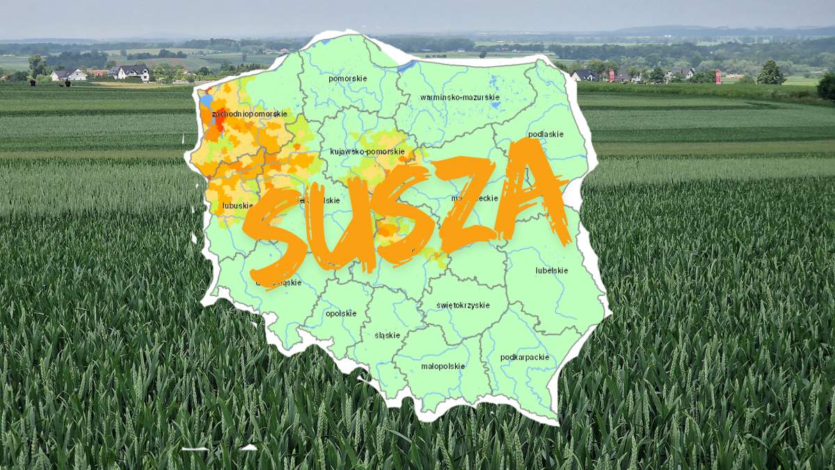 Najwięcej strat, wynikających z występowania suszy odnotowuje się w uprawa zbóż