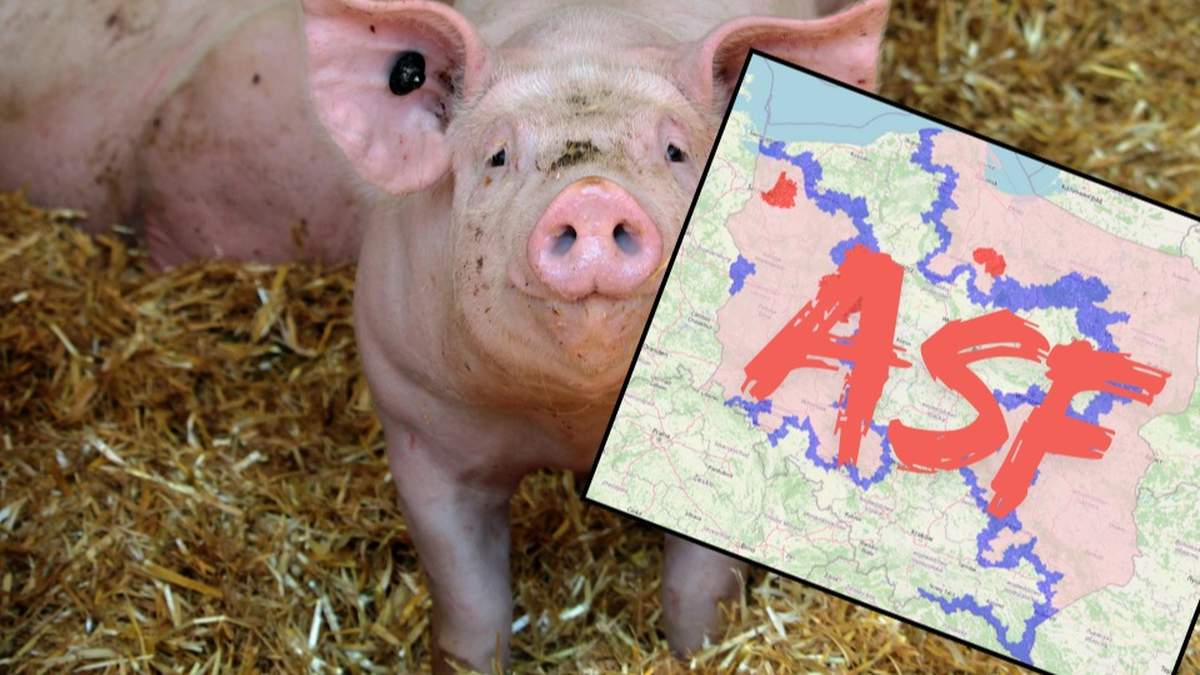 Badanie próbek krwi w laboratorium w Puławach potwierdziło wirusa ASF u stada świń w Wielkopolsce