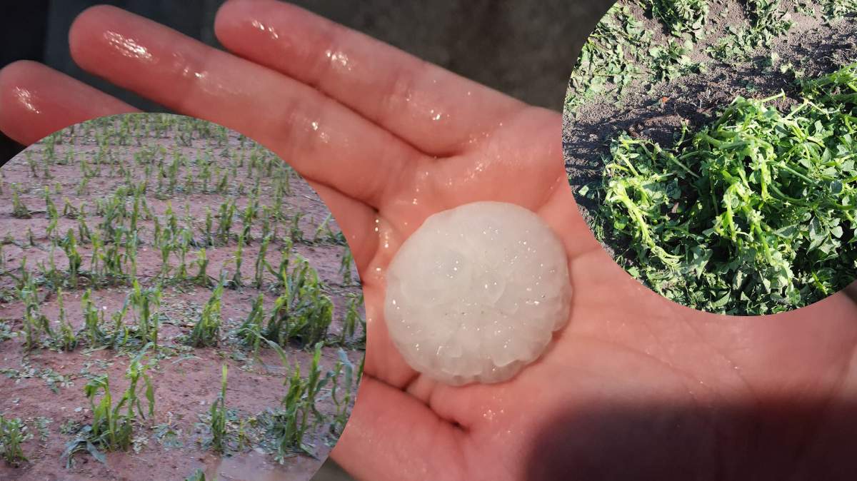 Na Dolnym Śląsku rolnicy szacują straty w związku z gradobiciem i ulewnymi deszczami