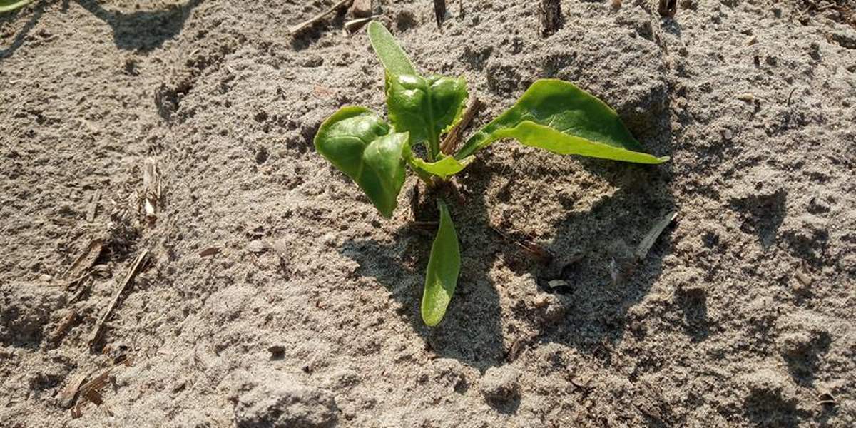 Mszyca na plantacjach buraka cukrowego
