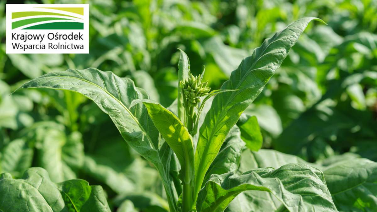 Uprawa tytoniu w Polsce ma długoletnią tradycję. W ostatnich latach jego produkcja w naszym kraju systematycznie spada. Mimo to Polska znajduje się w czołówce europejskich producentów tytoniu.