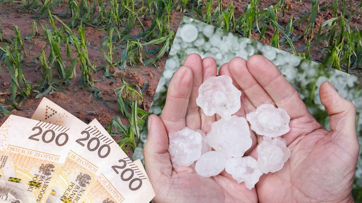 Zniszczenia po gradobiciu widoczne są na tysiącach hektarów