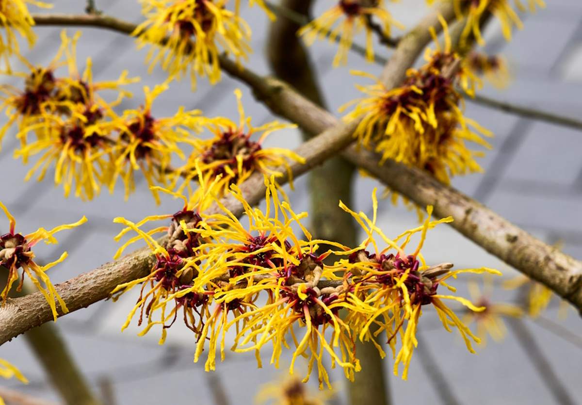 Oczar wirginijski kwitnie na przełomie późnej jesieni i zimy, obsypując się delikatnymi, pierzastymi kwiatami