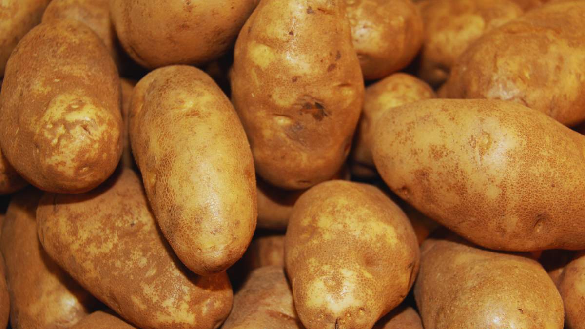 Dlaczego ceny ziemniaków w Polsce są tak niskie?
