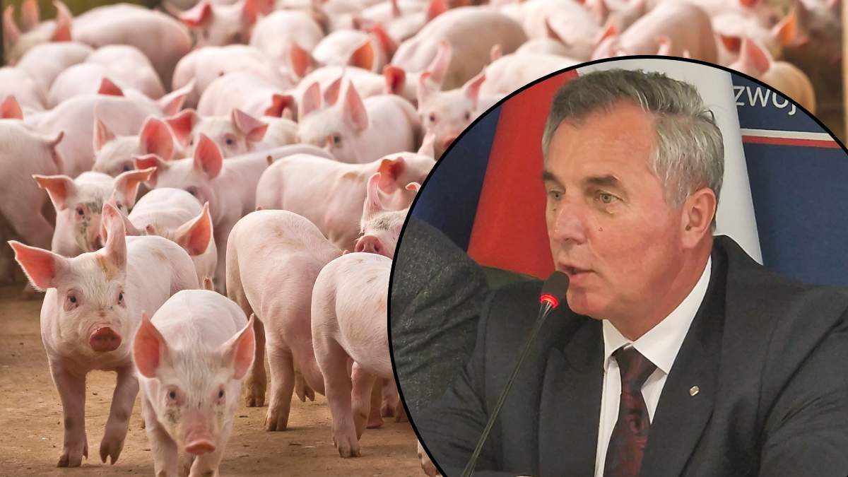 Podczas Food Forum głos w sprawie sytuacji w branży trzody chlewnej zabrał Wojciech Pysiak, wiceszef Agro Biznes Klubu
