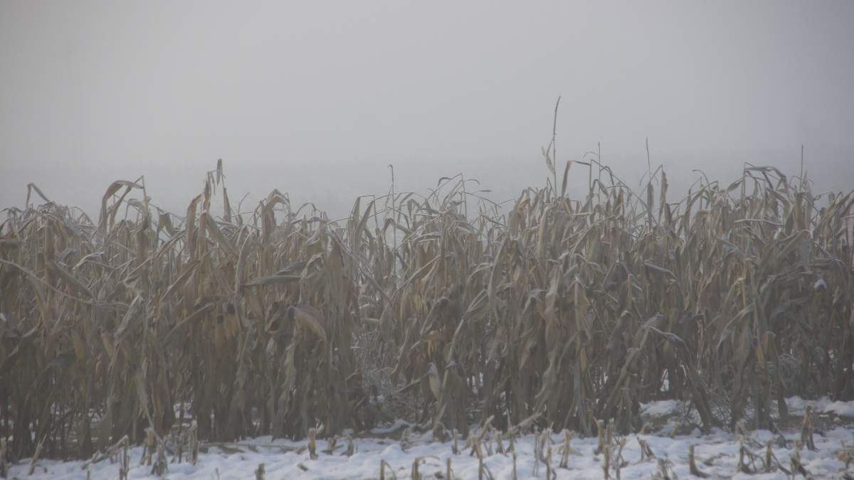 Zbiory kukurydzy na ziarno mogą się w tym sezonie znacznie przedłużyć