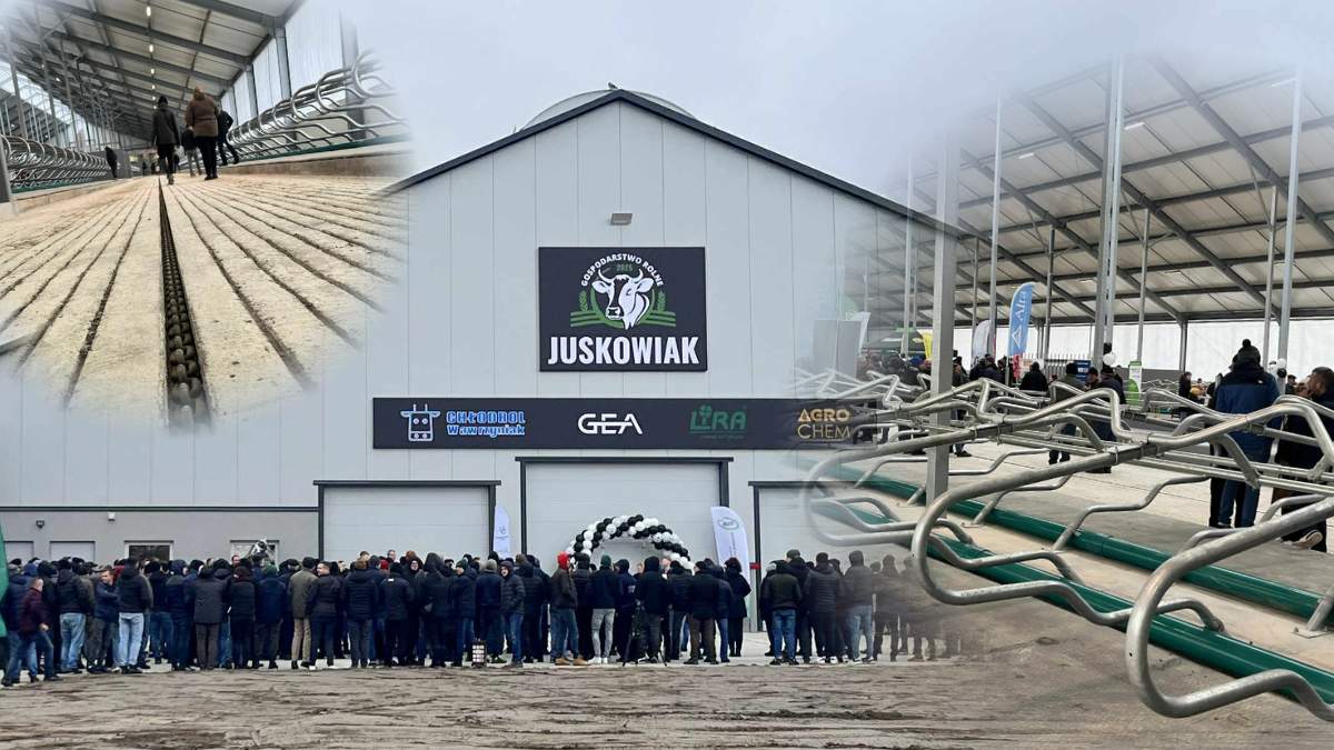 Nowoczesna obora obejmuje w sumie 356 legowisk, plus porodówka na systemie ściółkowym. Docelowo pomieści około 400 krów.