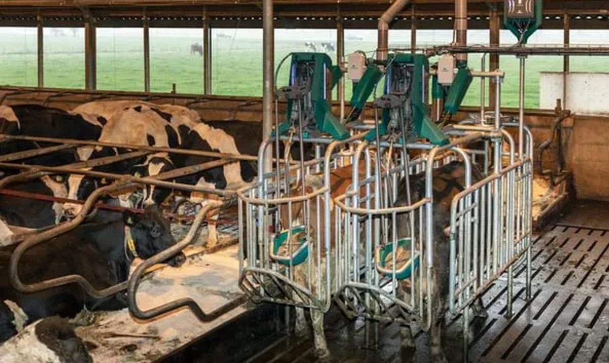 System CowToilet zdobył dwa wyróżnienia podczas targów LAMMA 2026, które odbędą się już niebawem: prestiżowe złoto w kategorii "Future Innovation for Environmental Benefit" (Innowacja przyszłości dla środowiska) oraz brąz za Livestock and Dairy Innovation of the Year (Innowacja Roku w hodowli i mleczarstwie).