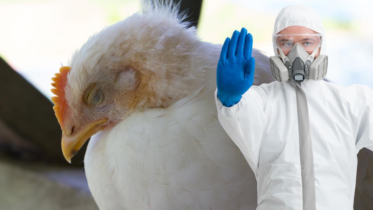 Bardzo groźny szczep wirusa ptasiej grypy - H7N9 - wykryto w tym miesiącu na fermie drobiu w Stanach Zjednoczonych.