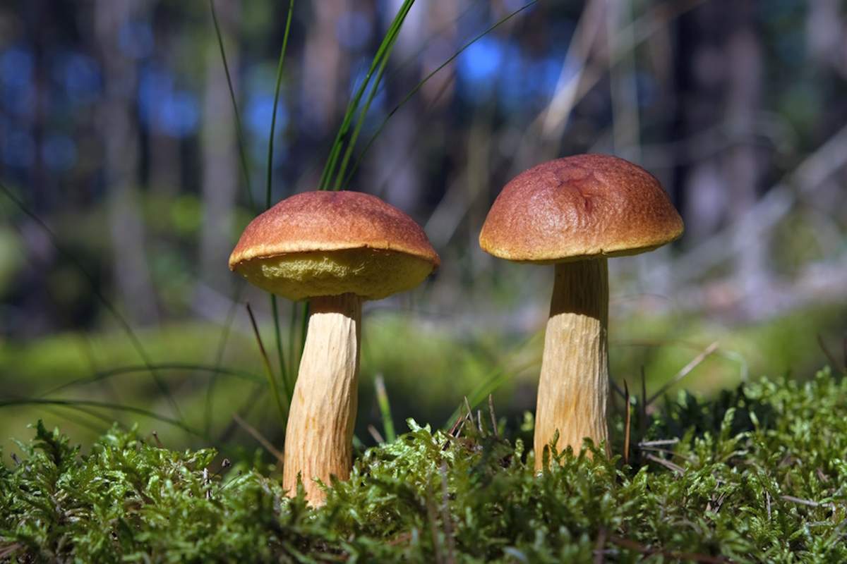 Borowiki amerykańskie mogą przypominać na pierwszy rzut oka borowiki szlachetne lub koźlarze