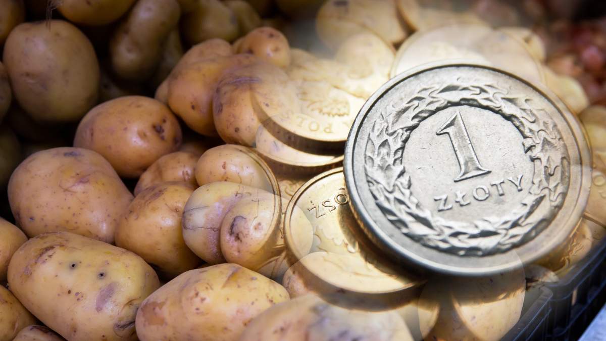 Porażenie bakteriozą pierścieniową ziemniaków to dziś ogromny problem producentów. Od 18 września obowiązują nowe możliwości zagospodarowania ziemniaków uznanych za prawdopodobnie zakażone bakterią Clavibacter sepedonicus.