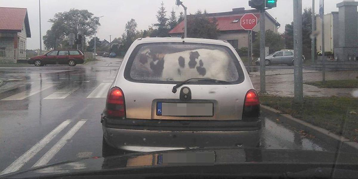 Cielak w oplu. Rolnicy mają ciekawe pomysły na transport zwierząt...