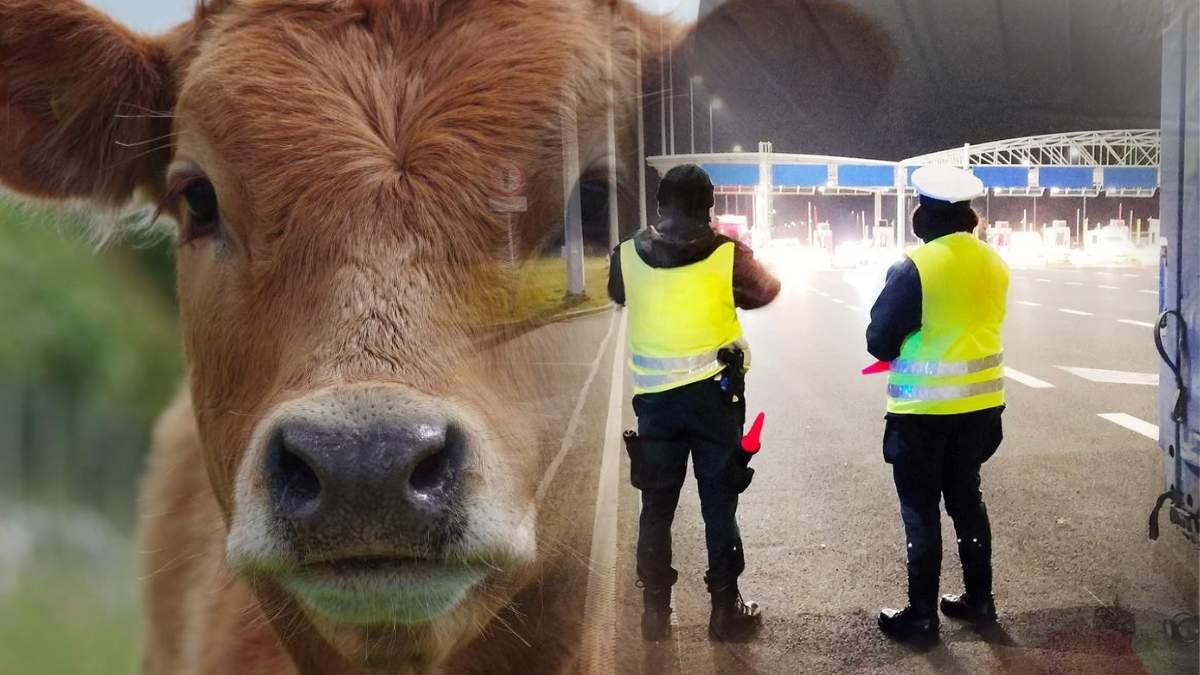 Podjęto decyzję o tym, by na przejściach granicznych znieść kontrole i dezynfekcję pojazdów przewożących zwierzęta