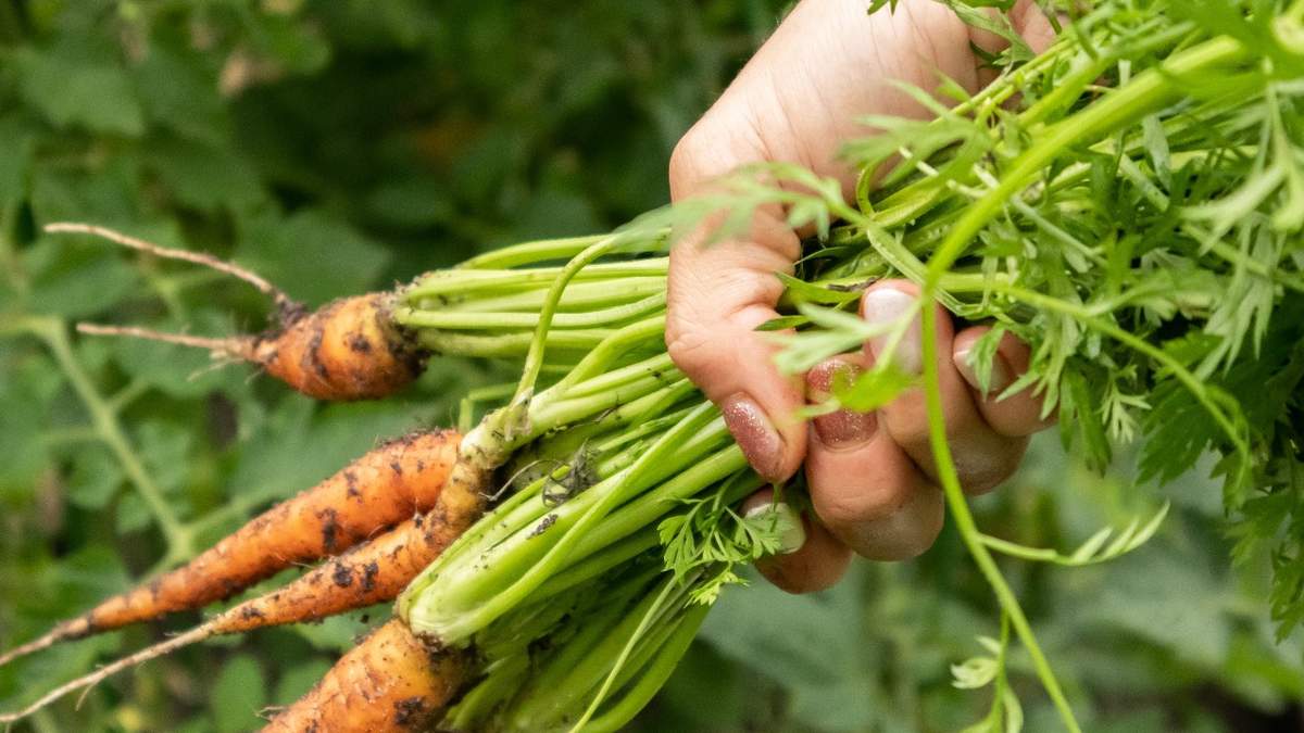 Marchew wymaga w lipcu kilku ważnych zabiegów. Dzięki temu zbierzesz obfite plony