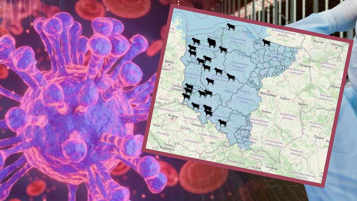 Zgodnie z najnowszym komunikatem Głównego Inspektoratu Weterynarii, w połowie listopada służby zidentyfikowały kilka kolejnych ognisk choroby niebieskiego języka. W sumie - od początku roku - odnotowano w Polsce 26 przypadków tej choroby.