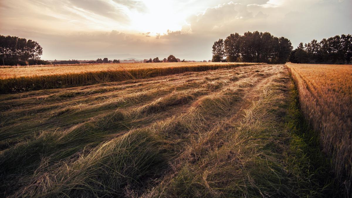 KOWR oferuje do wydzierżawienia gospodarstwo, w którym są m.in.  grunty orne III klasy (zdjęcie poglądowe)