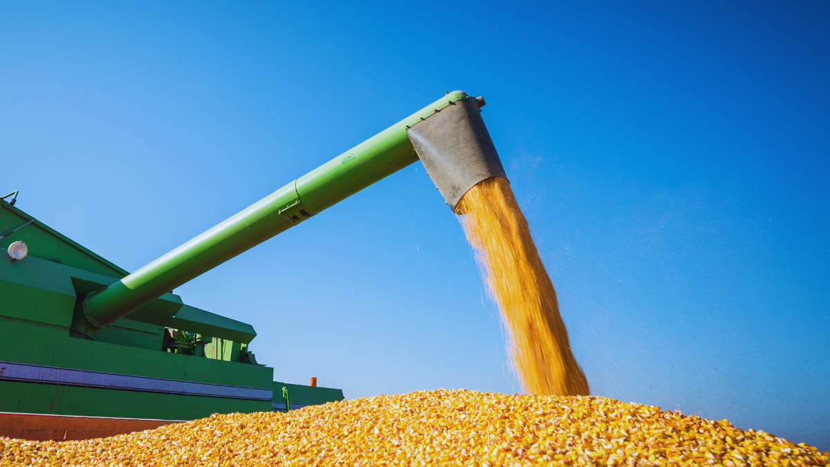 Pojęcia w kukurydzy, które trzeba znać, ponieważ wpływa to na plon