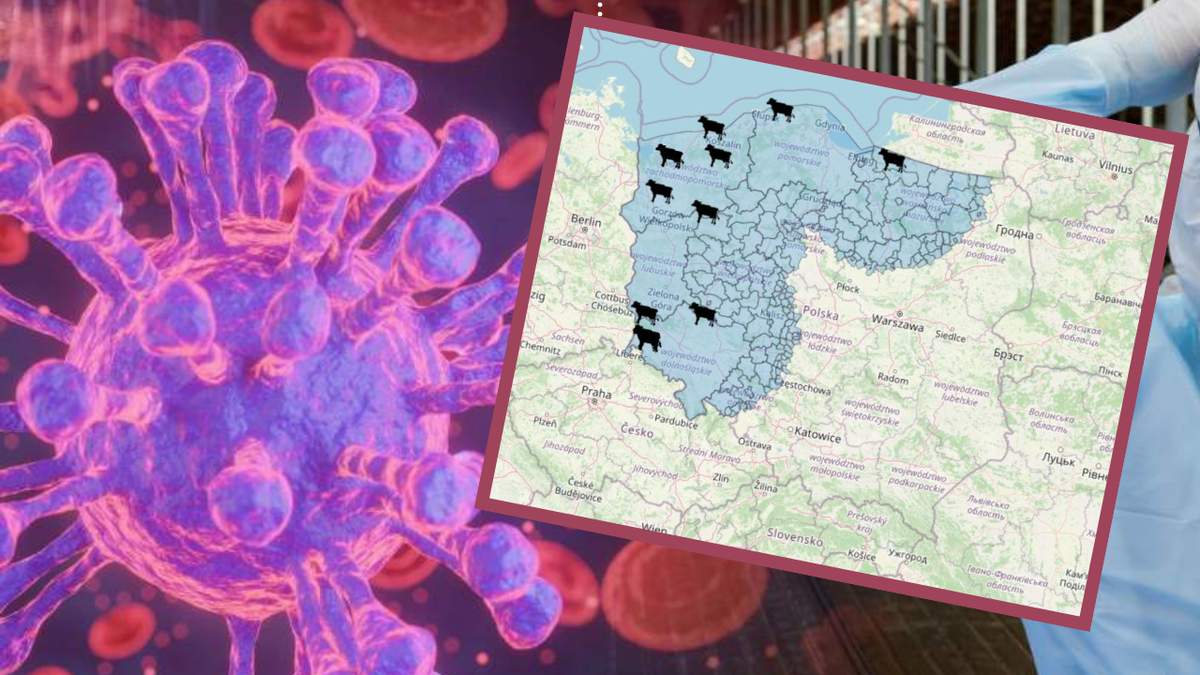 Zgodnie z najnowszym komunikatem służb weterynaryjnych, siódme ognisko choroby niebieskiego języka wykryto w woj. zachodniopomorskim.