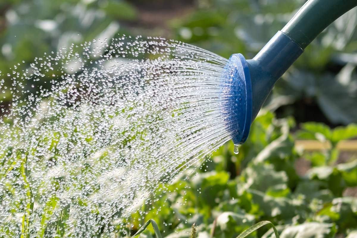 Podlewanie roślin w trakcie upałów musi minimalizować odparowywanie wody z podłoża