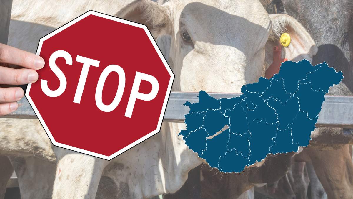 Węgry wycofały się z nałożonego niedawno embarga na polskie mięso. Tylko przez tydzień nasz sektor wołowiny i wieprzowiny poniósł ok. 2,8 mln zł strat.