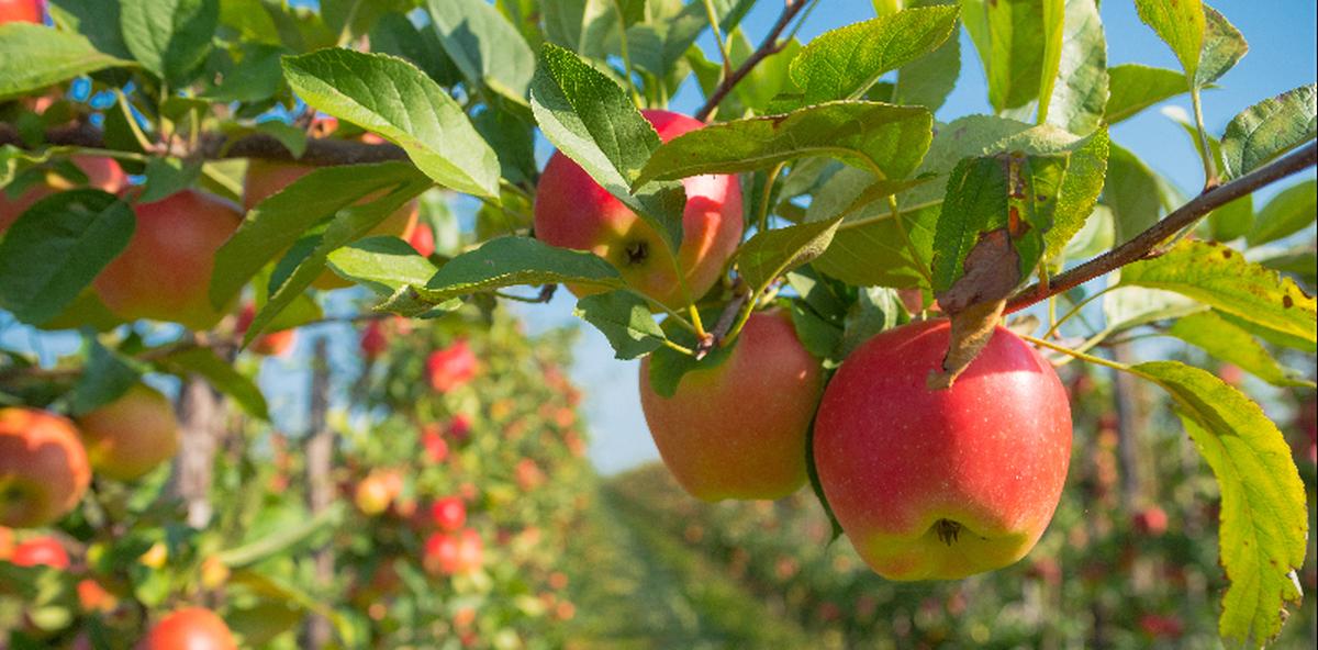 Mniej owoców przez pogodę i wysokie koszty