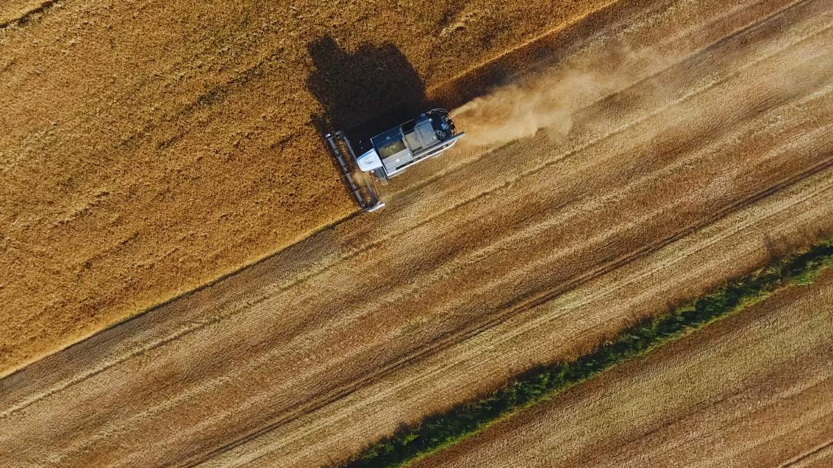 Na zachodzie Europy żniwa trwają już pełną parą. Zbiory rozpoczęły się już m.in. we Francji.